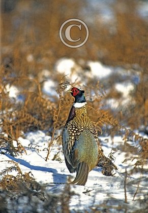 Cock Pheasant in the Snow 2